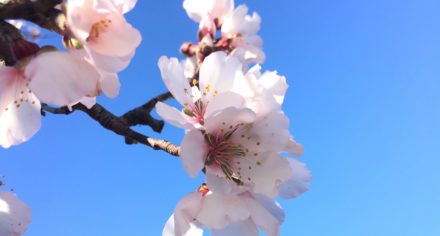 Almond blossoms