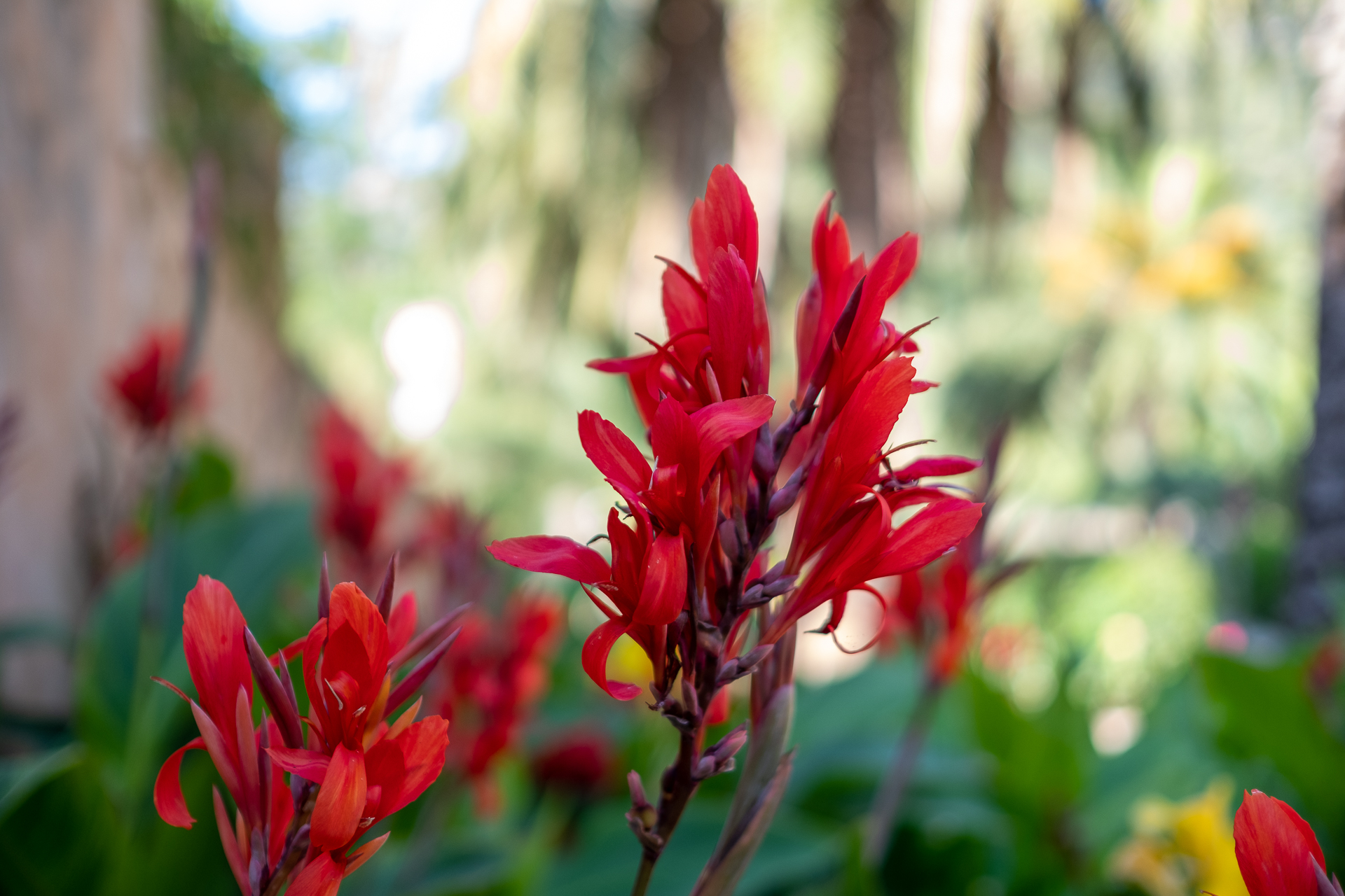 Jardines de Alfabia