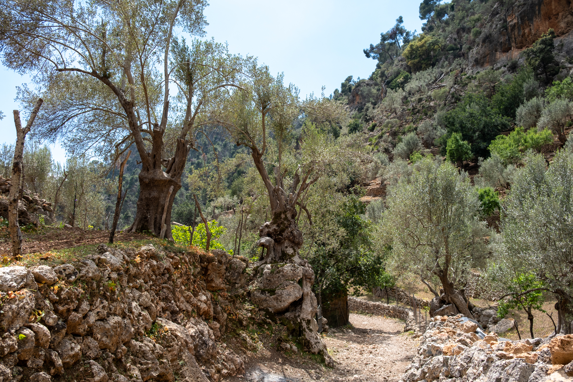 Olive Trees on Mallorca