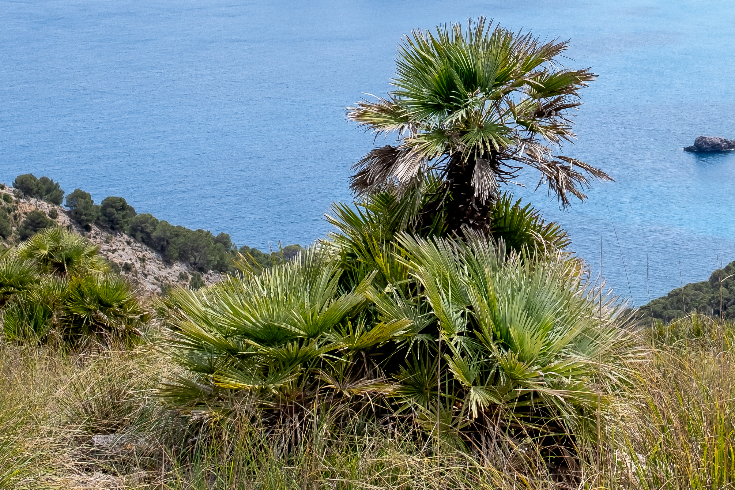 Endemic Mallorcan dwarf palma