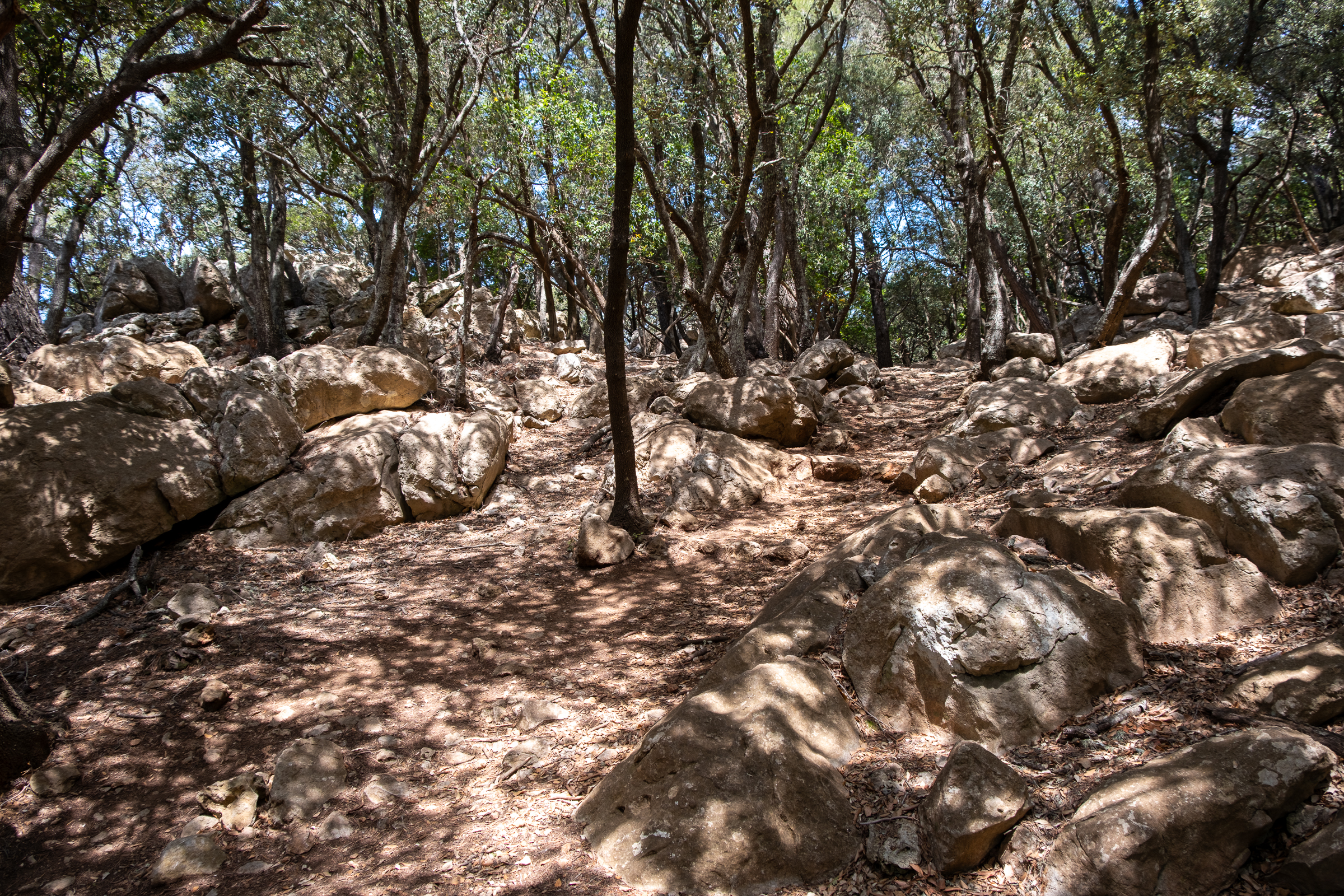 Holm oak forest on Mallorca