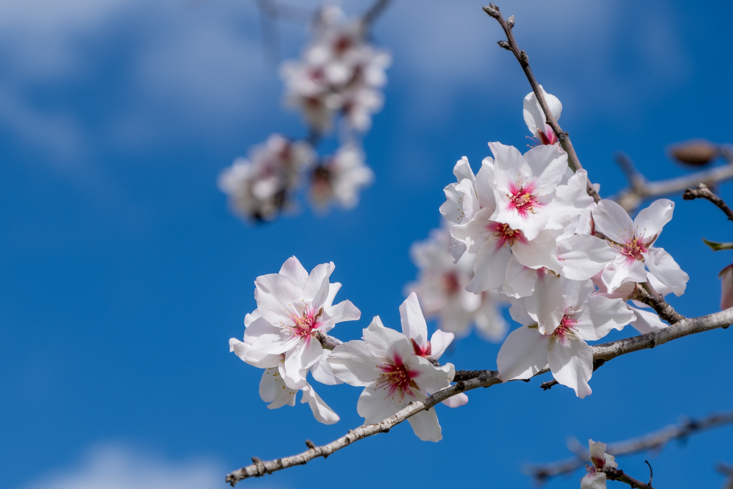 Almond Blossoms on Mallorca