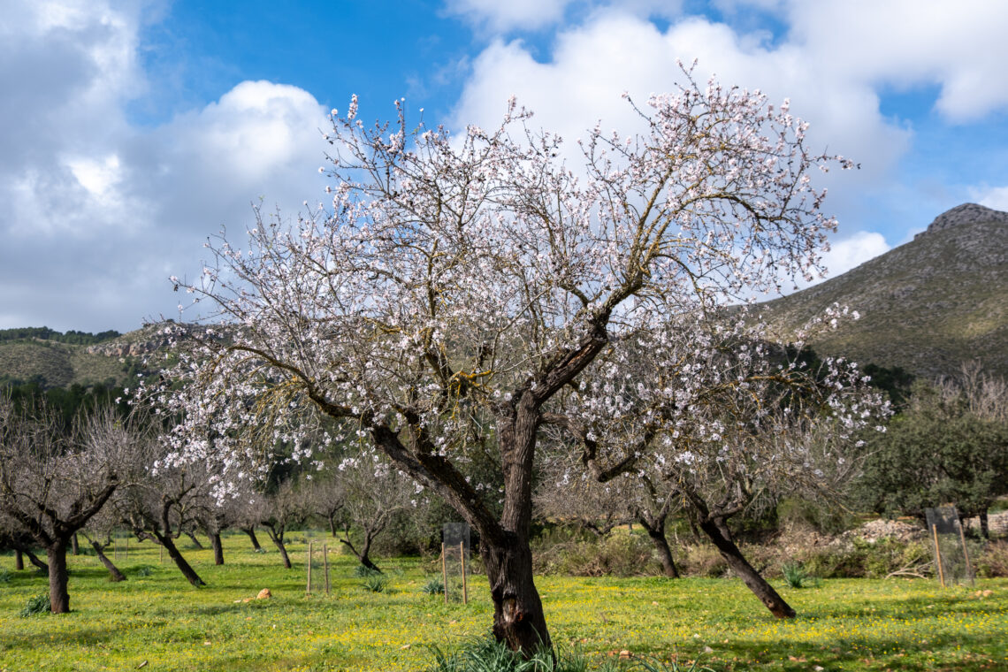 Almond Blossoms on Mallorca