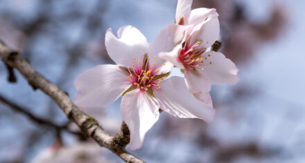 Almond blossoms on Mallorca