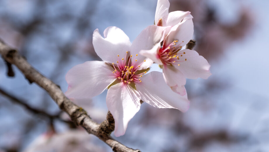 Almond blossoms on Mallorca