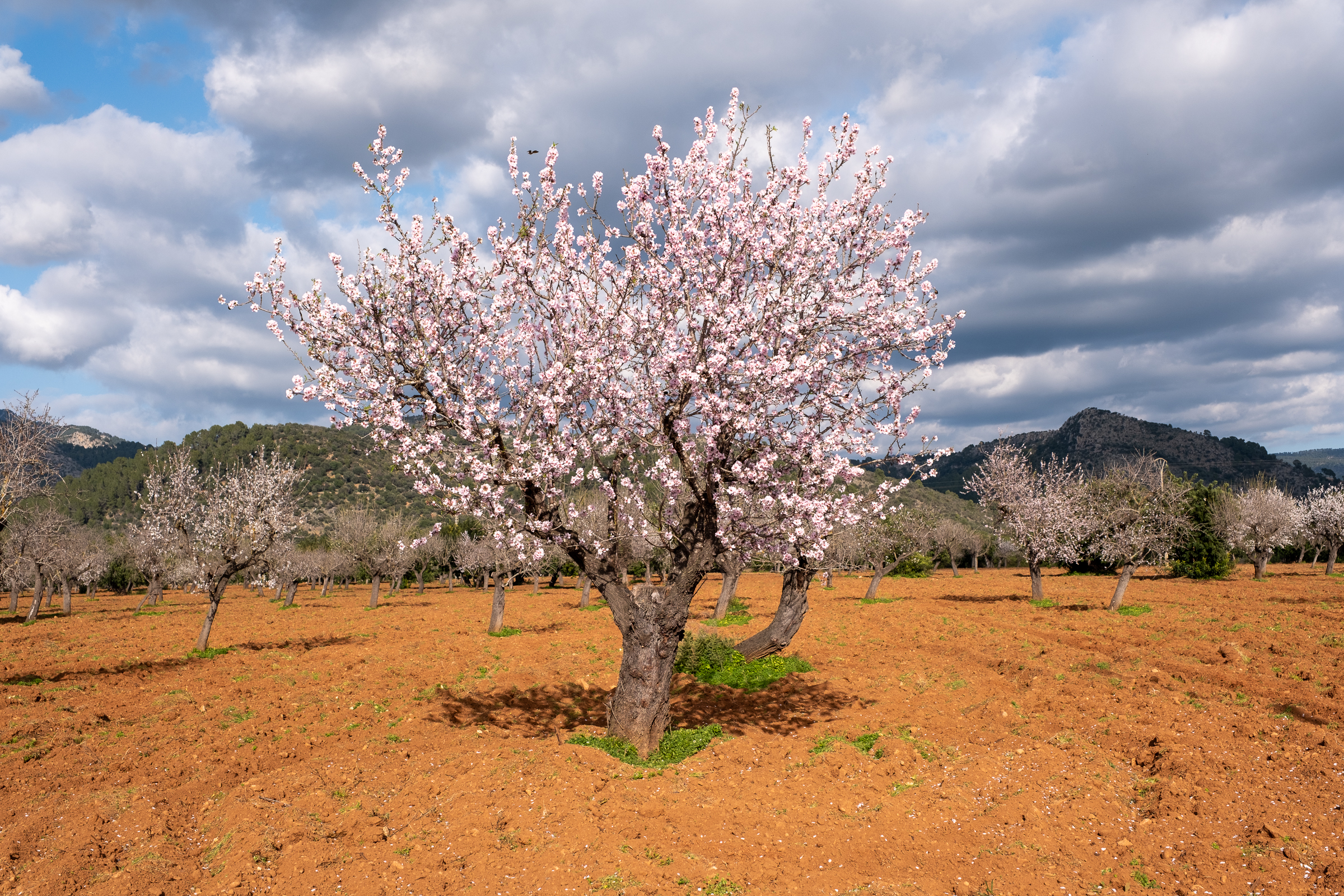 Almond Blossom Season on Mallorca