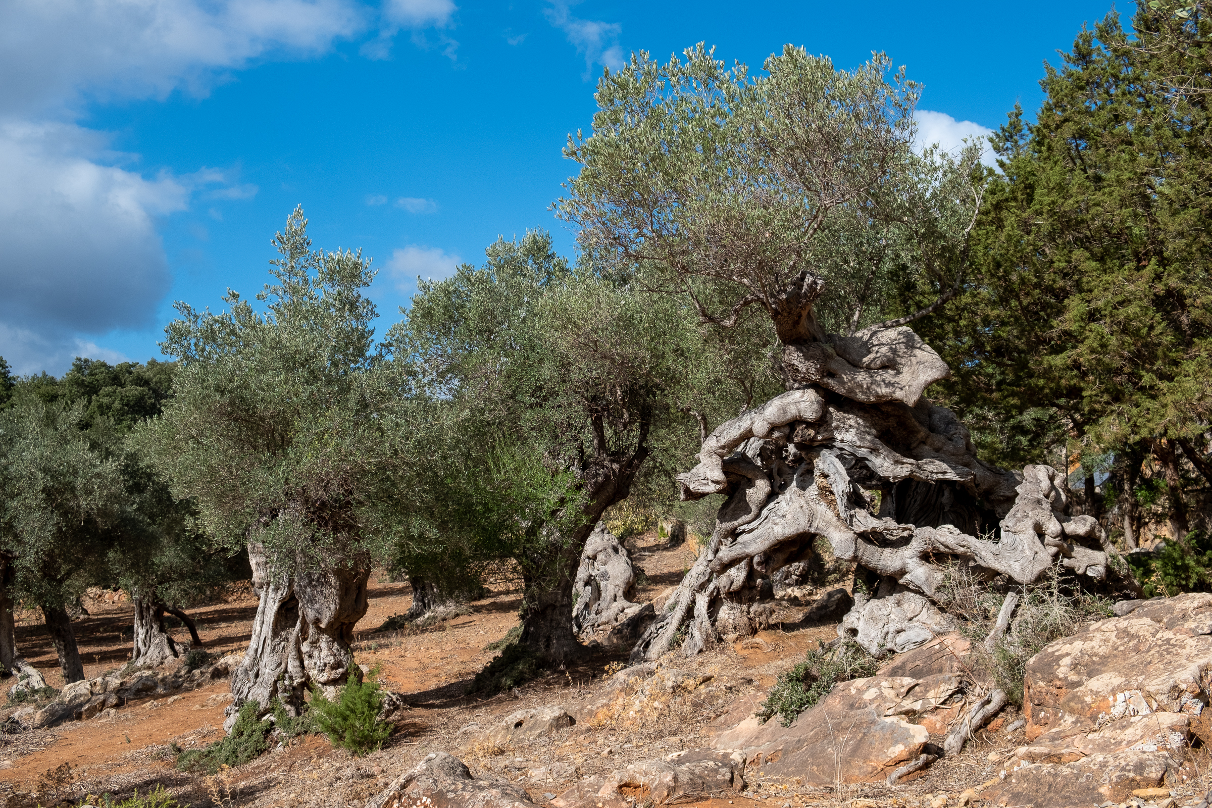 Olive Trees around Sóller