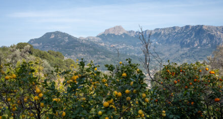 Sóller Garden Route