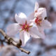 Almond blossoms on Mallorca